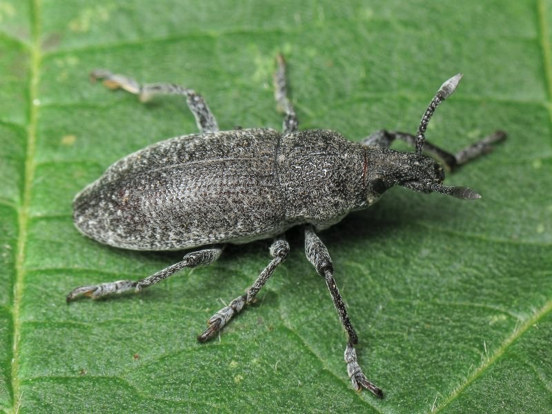 Rhabdorrhynchus karelini (Fåhraeus, 1842)